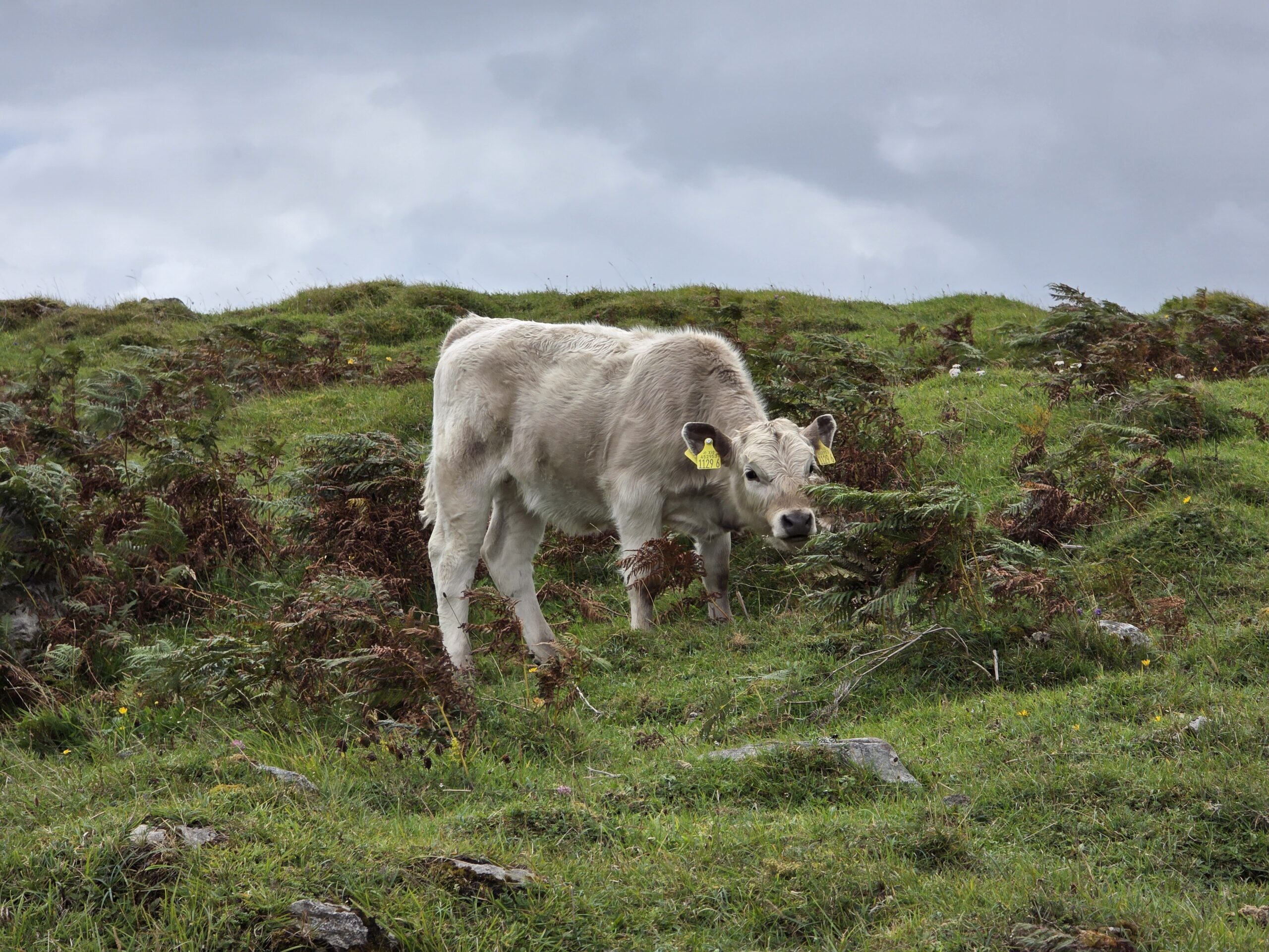 Nach Carrick-on-Shannon